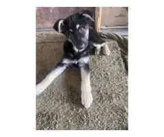 6 Purebred German Shepherd puppies for sale