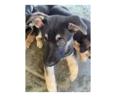 6 Purebred German Shepherd puppies for sale - 2