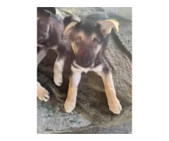6 Purebred German Shepherd puppies for sale - 4