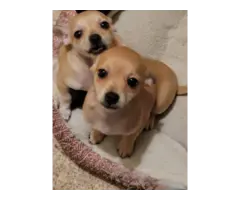 Super cute Chiweenie puppies - 2