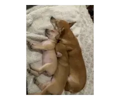Super cute Chiweenie puppies - 3