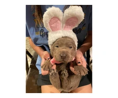 Cool Silver Lab puppies for sale - 2