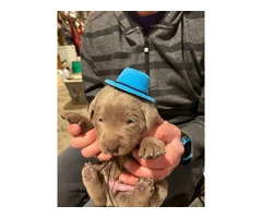 Cool Silver Lab puppies for sale - 4