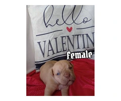 Fullblooded Olde English Bulldogge puppies for sale or trade - 2
