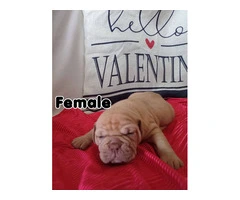 Fullblooded Olde English Bulldogge puppies for sale or trade - 3