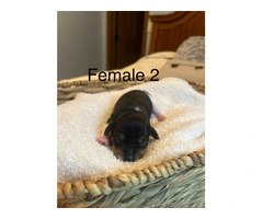 5 Purebred Rat Terrier Puppies for Sale - 1