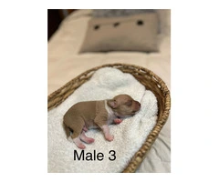 5 Purebred Rat Terrier Puppies for Sale - 2
