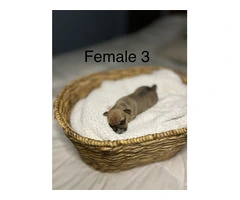 5 Purebred Rat Terrier Puppies for Sale - 3