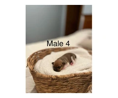 5 Purebred Rat Terrier Puppies for Sale - 4