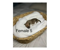 5 Purebred Rat Terrier Puppies for Sale - 5