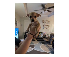 4 Chiweenie-Pitbull Puppies for Adoption