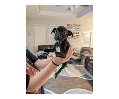 4 Chiweenie-Pitbull Puppies for Adoption - 2