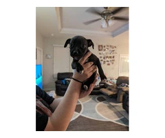 4 Chiweenie-Pitbull Puppies for Adoption - 3