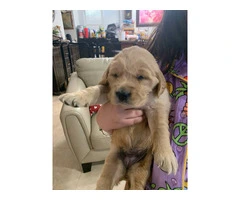 5 AKC Golden Retriever puppies for sale - 2