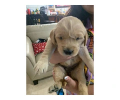 5 AKC Golden Retriever puppies for sale - 3