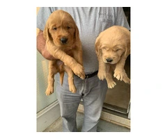 5 AKC Golden Retriever puppies for sale - 4