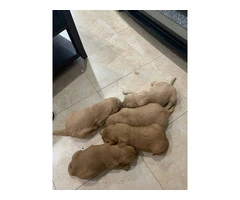 5 AKC Golden Retriever puppies for sale - 5