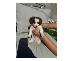5 cute Chipoo Puppies for sale