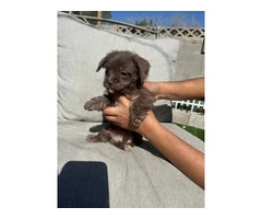 5 cute Chipoo Puppies for sale - 4
