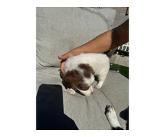 5 cute Chipoo Puppies for sale - 5