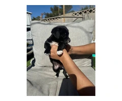 5 cute Chipoo Puppies for sale - 6