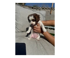 5 cute Chipoo Puppies for sale - 7