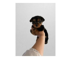 6 Yorkshire terrier puppies for sale