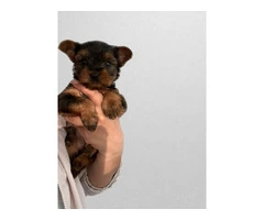 6 Yorkshire terrier puppies for sale - 2