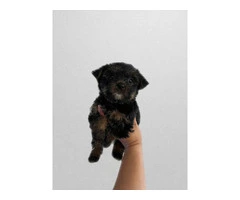 6 Yorkshire terrier puppies for sale - 3