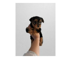 6 Yorkshire terrier puppies for sale - 4