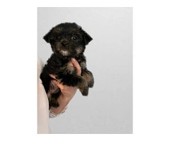 6 Yorkshire terrier puppies for sale - 5