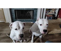 Dogo Argentino for sale cheap