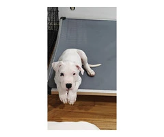 Dogo Argentino for sale cheap - 2