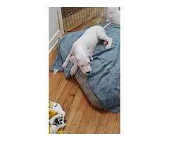 Dogo Argentino for sale cheap - 3