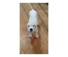 Dogo Argentino for sale cheap - 4