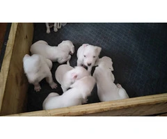 Dogo Argentino for sale cheap - 5