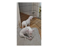 Dogo Argentino for sale cheap - 6