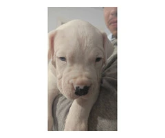 Dogo Argentino for sale cheap - 7