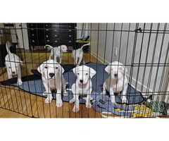 Dogo Argentino for sale cheap - 8