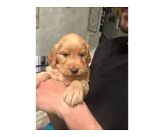 4 Golden Retriever puppies for sale - 2