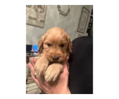 4 Golden Retriever puppies for sale - 5