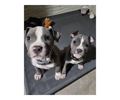 Neo & Mouse need a home