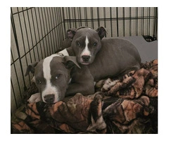 Neo & Mouse need a home - 4
