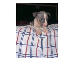 5 American Bully puppies - 3