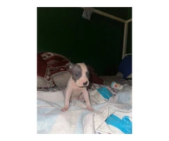 5 American Bully puppies - 5