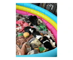 8 purebred beagle puppies for sale