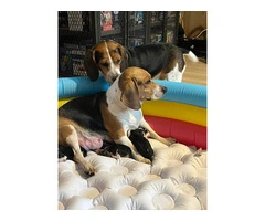 8 purebred beagle puppies for sale - 2