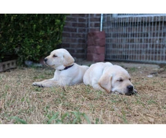 2 male purebred Labrador puppies