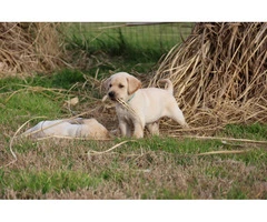 2 male purebred Labrador puppies - 5