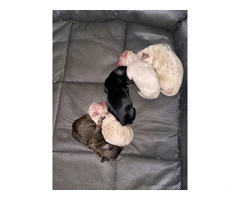 4 Maltipoo puppies available